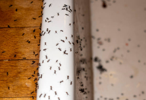 Best Pest Prevention Services  in Baldwin, PA